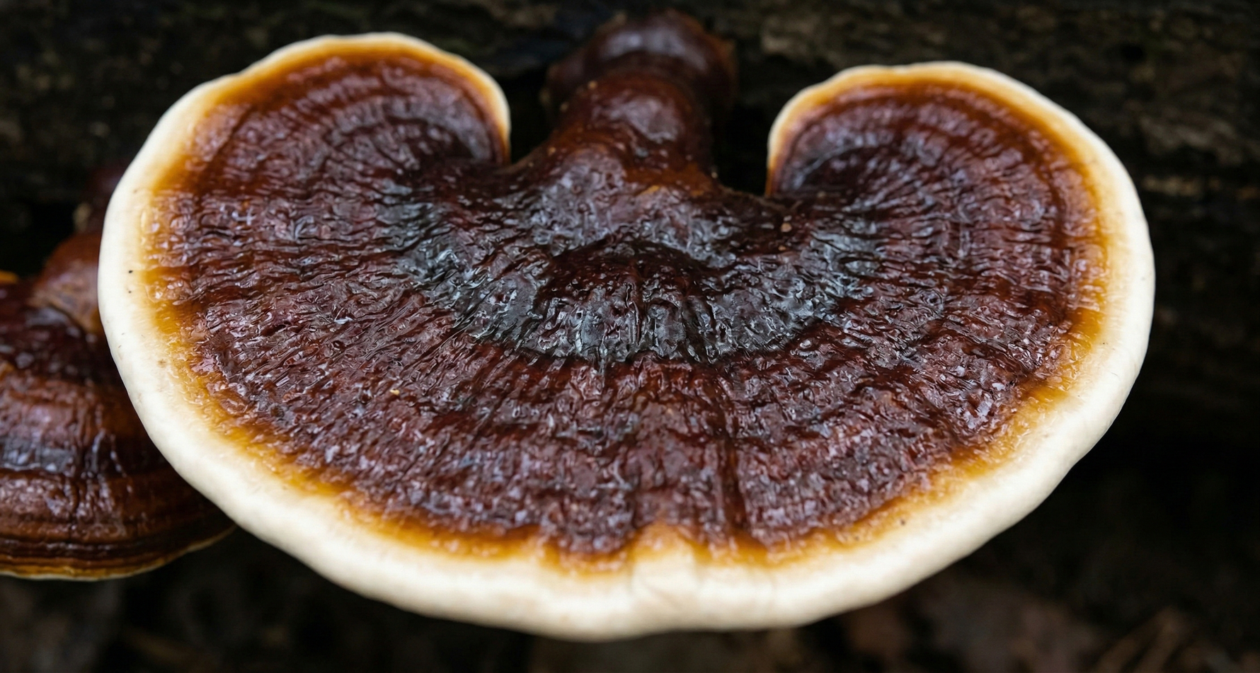 Reishi (Ganoderma lucidum) — Kompletny poradnik o właściwościach, zastosowaniu i dawkowaniu Grzyba Nieśmiertelności