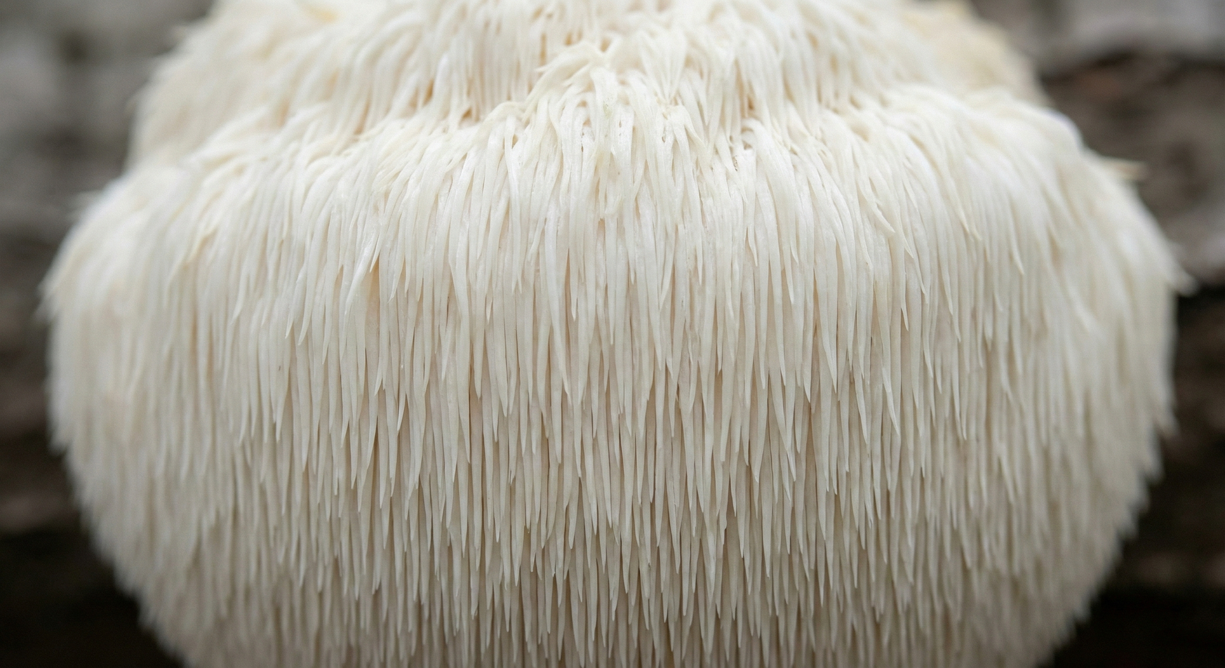 Soplówka jeżowata (Lion’s Mane, Hericium erinaceus) - Kompletny poradnik o właściwościach, zastosowaniu i dawkowaniu