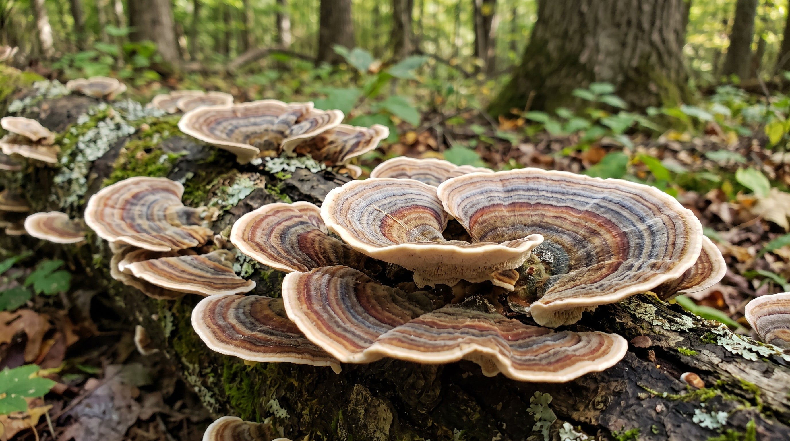 Turkey tail i mikrobiom jelitowy — czy wrośniak działa jako prebiotyk?