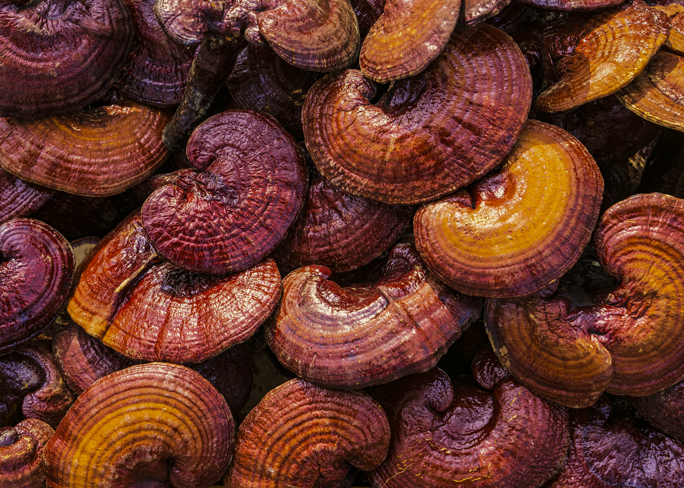 Lakownica żółtawa (Reishi) – grzyb legend, kultury i współczesnych fascynacji