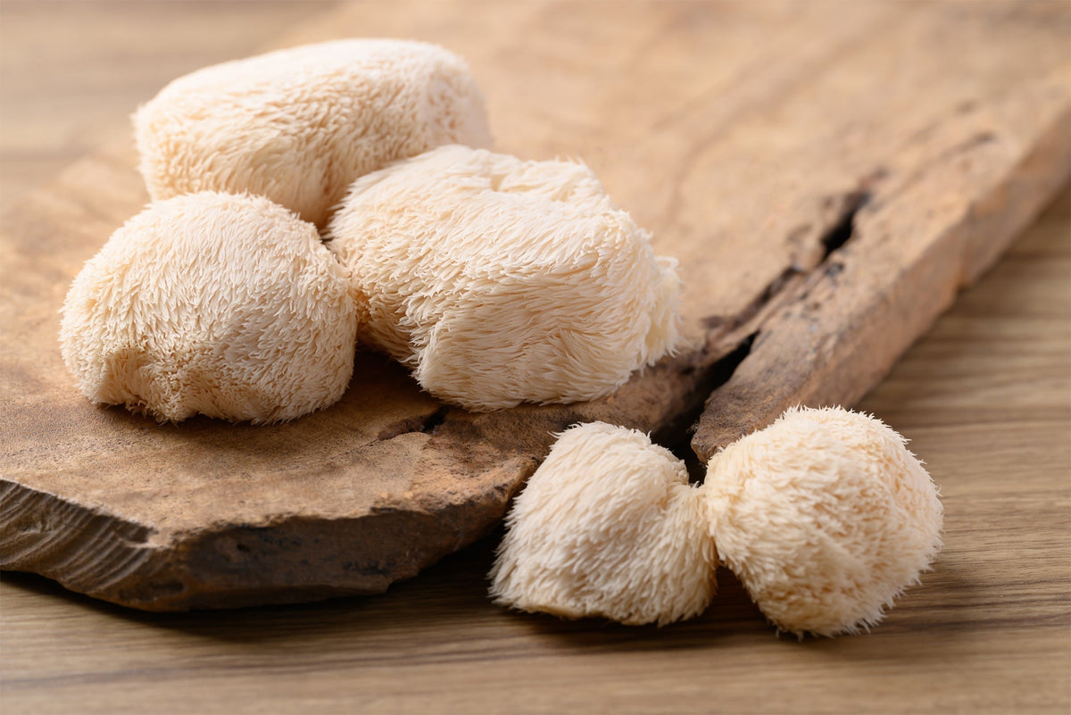 Soplówka jeżowata (Lion’s Mane) – opowieść o niezwykłym grzybie tradycji
