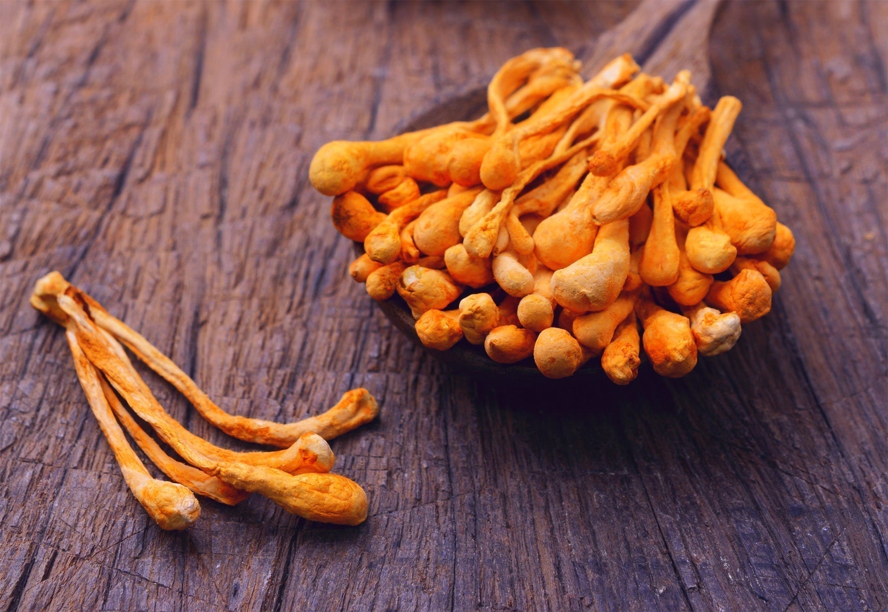 Cordyceps (Cordyceps Sinensis) – maczugowaty grzyb, który intryguje już tysiące lat